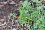 Butler's sandparsley